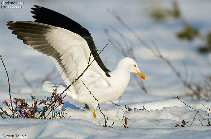 Lesser Black-backed Gull, Flight