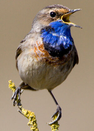 Bluethroat
