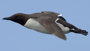 Guillemot de Tro�l 
&copy; Yvon Toupin