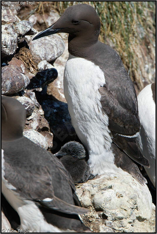 Guillemot de Troïljuvénile, identification