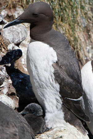 Guillemot de Tro�l 
&copy; Yvon Toupin