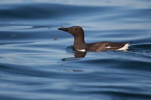 Guillemot de Tro�l 
&copy; Yvon Toupin