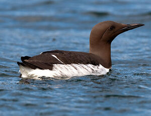 Guillemot de Tro�l 
&copy; Yvon Toupin