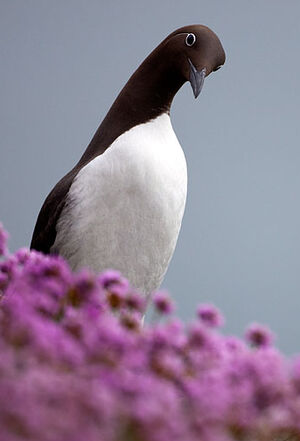 Guillemot de Tro�l 
&copy; Yvon Toupin