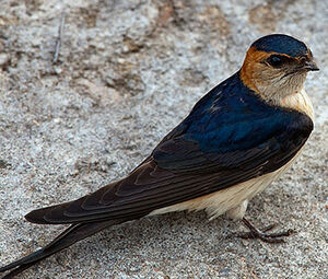 Red-rumped Swallow 
&copy; Yvon Toupin