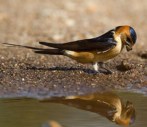 Red-rumped Swallow 
&copy; Yvon Toupin