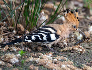 Eurasian Hoopoe 
&copy; Yvon Toupin