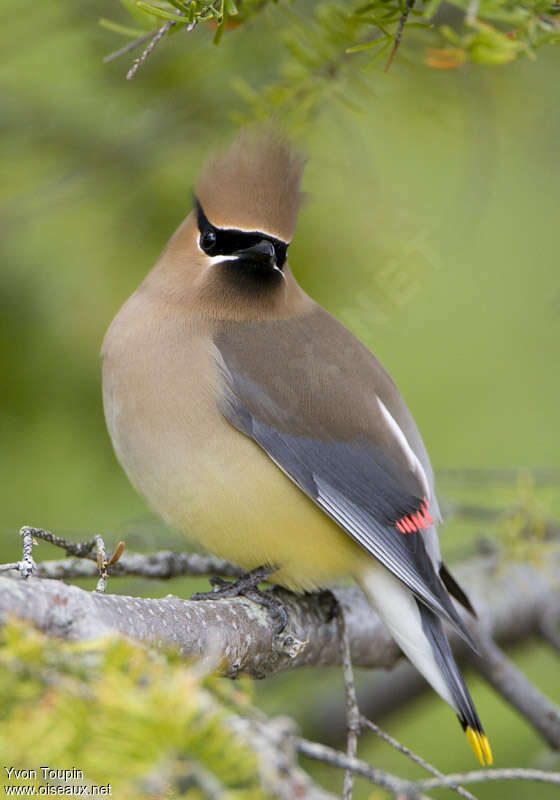 Jaseur d'Amériqueadulte, identification