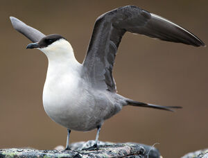 Long-tailed Jaeger