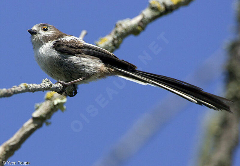 Mésange à longue queue - Aegithalos caudatus