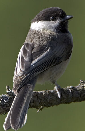 Black-capped Chickadee