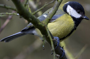 Great Tit 
&copy; Yvon Toupin