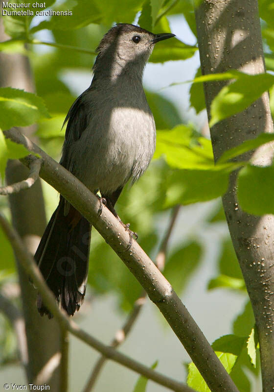 Grey Catbird, identification