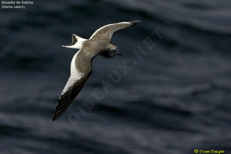 Sabine's Gull, Flight