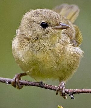 Common Yellowthroat