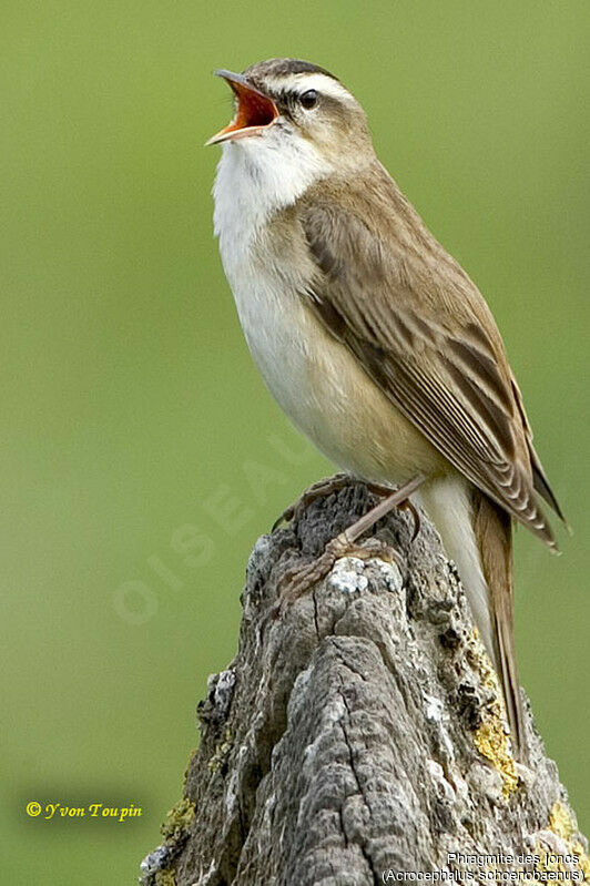 Sedge Warbler male, song