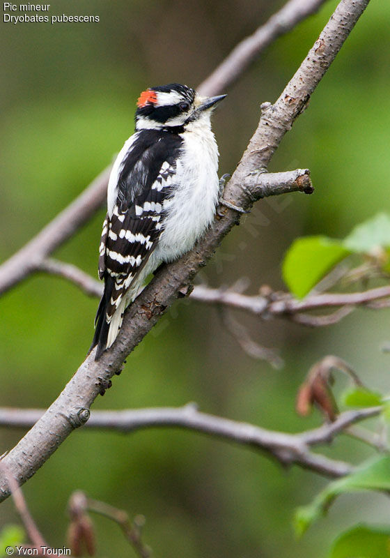 Downy Woodpecker male adult, identification