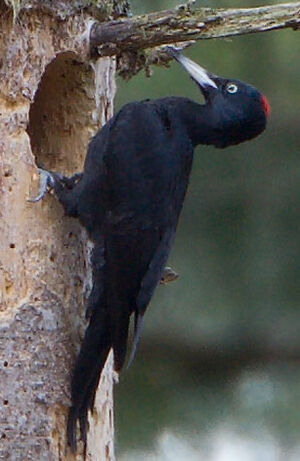 Black Woodpecker 
&copy; Yvon Toupin