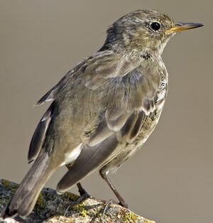 Eurasian Rock Pipit
