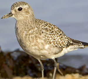 Grey Plover