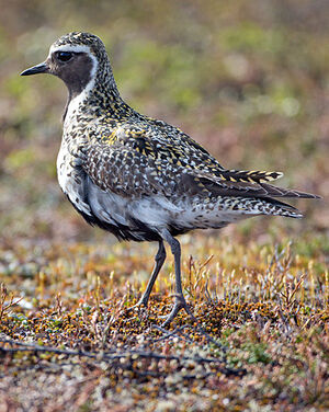 European Golden Plover