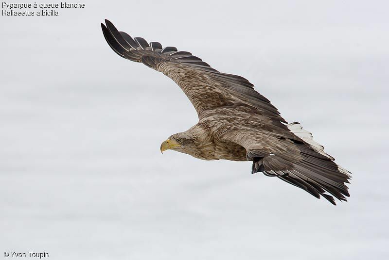 White-tailed Eagleadult, Flight