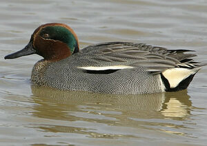Eurasian Teal 
&copy; Yvon Toupin