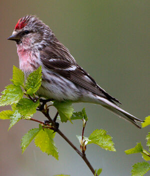Common Redpoll 
&copy; Yvon Toupin