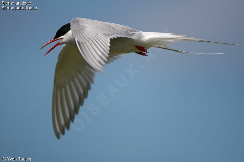 Arctic Tern, song
