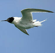 Sandwich Tern