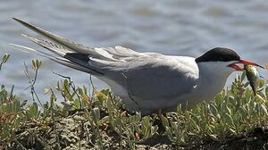 Common Tern 
&copy; Yvon Toupin