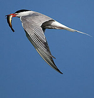 Common Tern 
&copy; Yvon Toupin