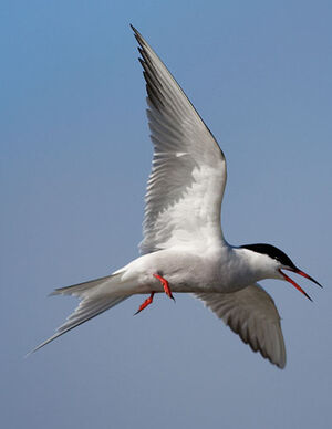 Common Tern 
&copy; Yvon Toupin