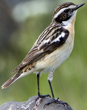 Whinchat