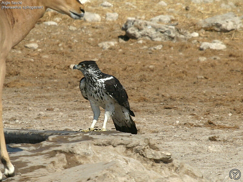 African Hawk-Eagle, identification