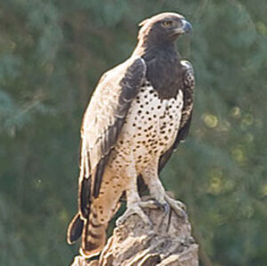 Martial Eagle
