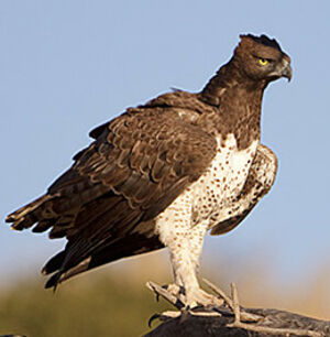 Martial Eagle