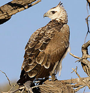 Martial Eagle
