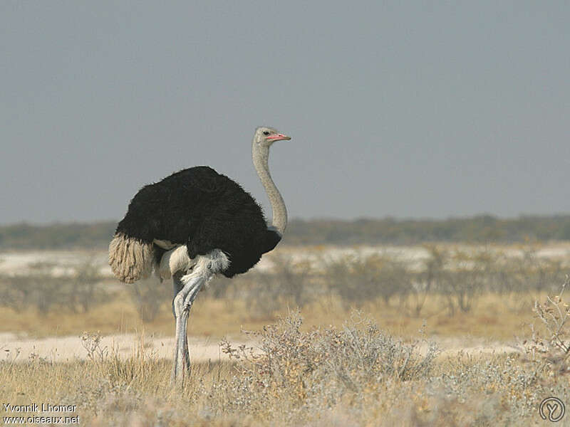 Common Ostrich male adult post breeding, identification