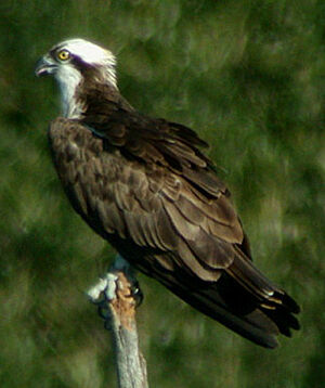 Western Osprey 
&copy; Yvonnik Lhomer