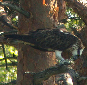 Western Osprey 
&copy; Yvonnik Lhomer