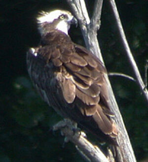 Western Osprey 
&copy; Yvonnik Lhomer
