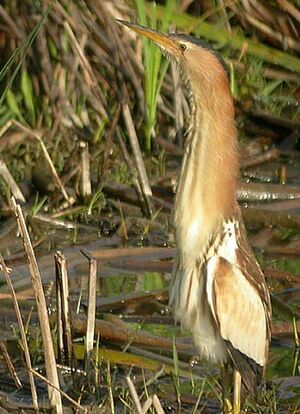 Little Bittern