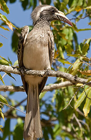 African Grey Hornbill