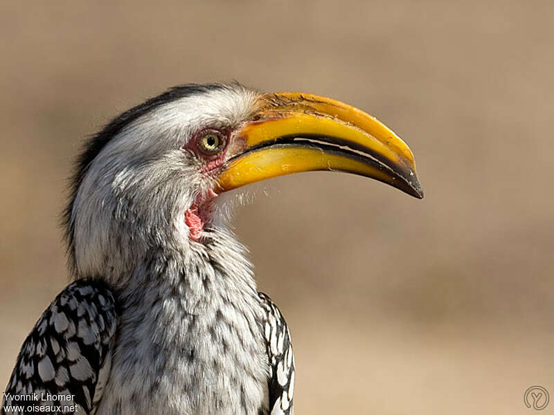 Southern Yellow-billed Hornbill male adult, close-up portrait, pigmentation