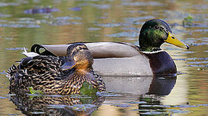 Canard colvert