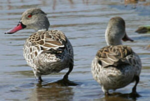 Cape Teal