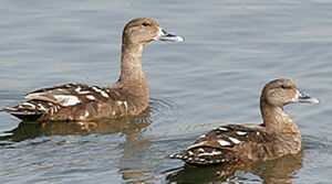 African Black Duck