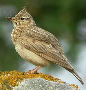 Cochevis huppé