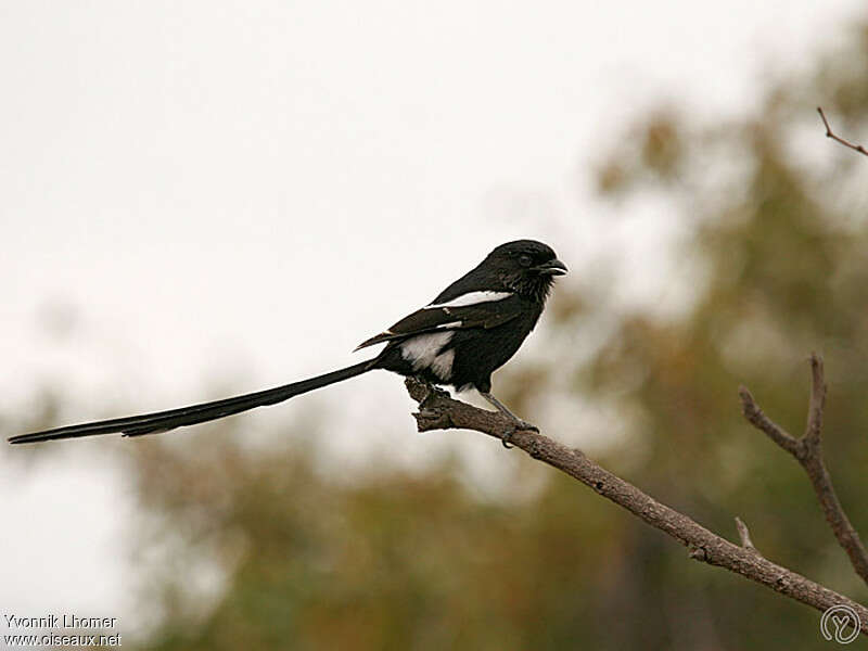 Magpie Shrikeadult, identification
